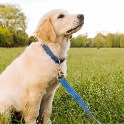 Soft Cotton Reflective Dog Collar